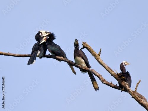 An Oriental Pied Hornbill family, parent with juveniles perched together in Kaeng Krachan NP Thailand 