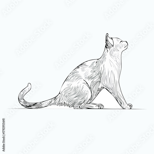 cat silhouette on white background.