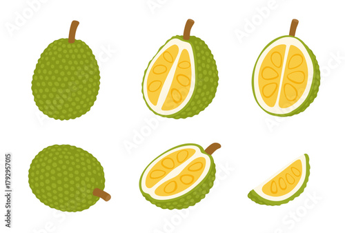 Jackfruit vector illustration. isolated on white background.