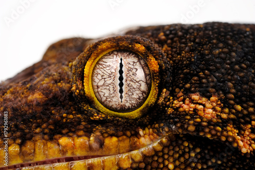 New caledonian giant gecko // Neukaledonischer Riesengecko (Rhacodactylus leachianus)