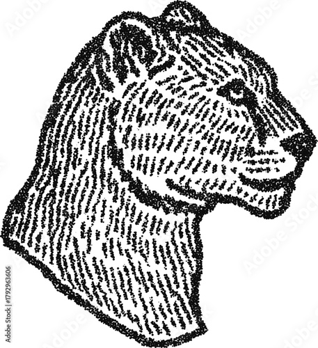 Lioness head profile, vintage stipple dotwork vector illustration, monochrome engraving style African big cat portrait
