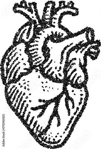 Anatomical human heart detailed, vintage stipple dotwork vector illustration, monochrome engraving style medical education diagram icon