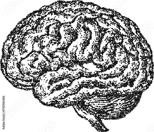 Human brain side view, vintage stipple dotwork vector illustration, monochrome engraving style medical anatomy neuroscience diagram