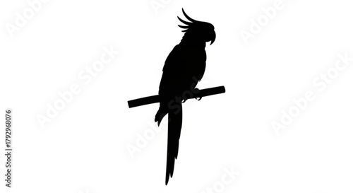 Silhouette of a cockatoo perched on a branch with its distinctive crest visible against a white background