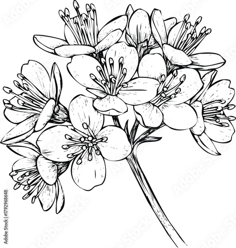 Branch with blooming flowers, engraving art design