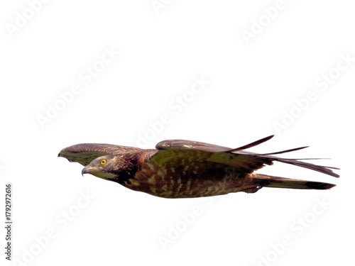 A horizontal, dynamic image of an Oriental Honey-Buzzard flying low and fast for migration pass Khao Dinsor mountain of Chumphon Thailand