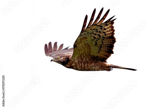 An action shot of an Oriental Honey-Buzzard in cruising flight, during raptor migration at Khao Dinsor Chumphon Thailand in November 2025