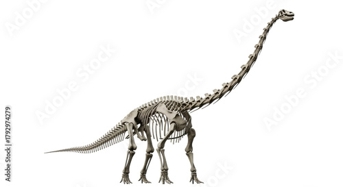 Isolated Diplodocus skeleton on display for educational purposes, fossil excavation concept