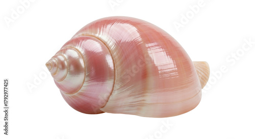 Isolated Pink Seashell, Marine Invertebrate, Mollusk, Beach Souvenir, Ocean Aquatic Animal