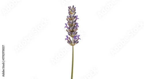 Isolated sprig of lavender flowers, fragrant purple blooms on a single upright stem