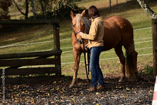 Bodenarbeit mit Pferd. Frau arbeitet mit schönem Pferd mit Kappzaum an der Hand im Freien