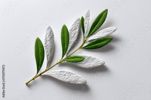 A creative arrangement of green and white leaves on a clean white surface, showcasing nature's beauty and simplicity.