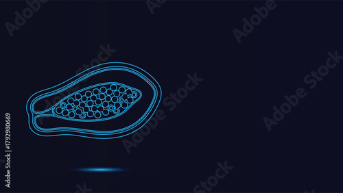 Futuristic Neon Blue Outline Vector Illustration Of A Sliced Tropical Papaya Fruit Showing Detailed Inner Seeds Against A Deep Dark Background Perfect For Digital Design And Healthy Eating C