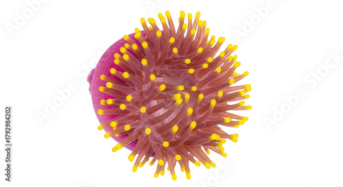 Isolated sea anemone, a colorful marine animal species with tentacles on a white background