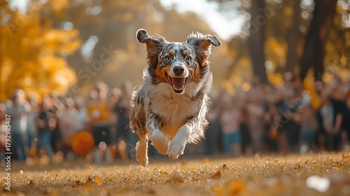 Energetic Australian Shepherd running joyfully in a sunlit park crowded with spectators.