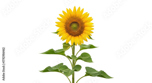 Isolated Bright and Beautiful Sunflower with Green Leaves, Close-Up, Summer Flower