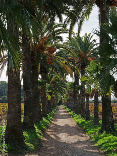 Vignes et palmiers dans le Var