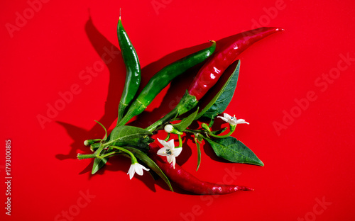Cuadro en lienzo Red chili pepper red and green color, flowers, fruits and leaves, eco bio fresh red hot chilli peppers spice plant over red background
