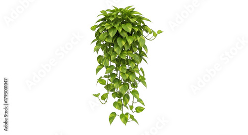 Trailing pothos plant vibrant foliage hanging greenery decor on transparent background