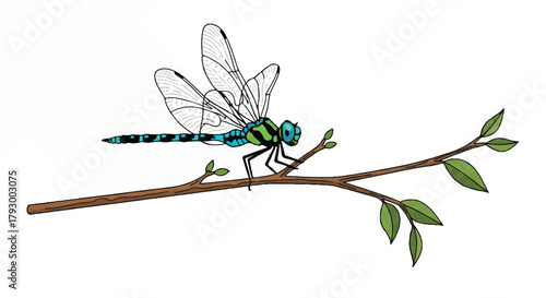 Flat 2D vector illustration depicting a colorful blue and green dragonfly with detailed translucent wings quietly perched on a slender brown twig, isolated on a clean white background.