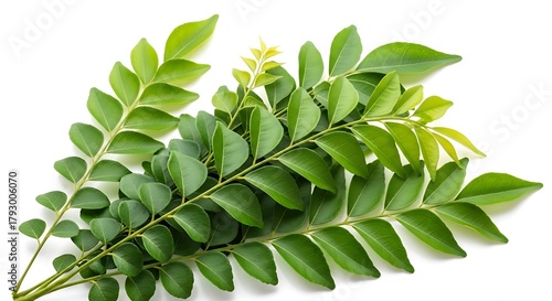 Fresh green curry leaves isolated on white background