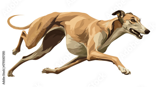 Vector illustration of a greyhound dog