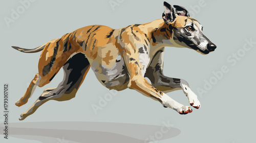 Vector illustration of a greyhound dog