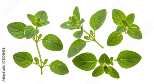 Fresh green oregano herb sprigs isolated on white