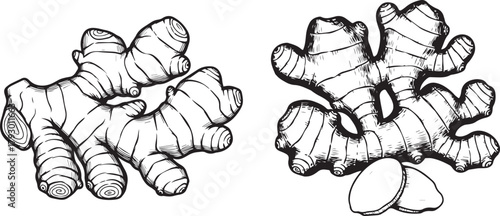 Two hand drawn illustrations of ginger root on white background. organic food ingredient collection,