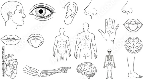 Anatomy Outlines Human Body, Organs, Skeleton, Eye, Brain on Transparent Background