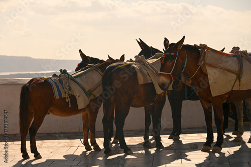 The Donkeys of Santorini waiting to be worked.