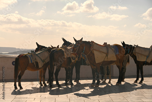 The Donkeys of Santorini waiting to be worked.