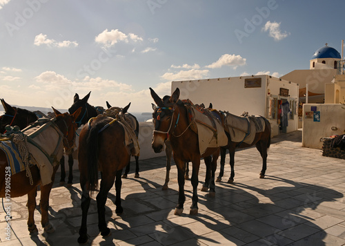 The Donkeys of Santorini waiting to be worked.