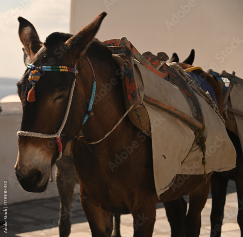 The Donkeys of Santorini waiting to be worked.