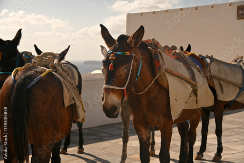 The Donkeys of Santorini waiting to be worked.