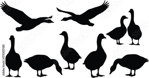 Black silhouette geese in flight and standing poses, vector illustration for farm design, bird icon set, minimal style, nature concept
