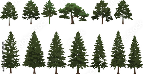Coniferous tree illustrations, pine fir spruce set, forest silhouette collection, evergreen foliage shapes, botanical design elements, nature clipart bundle
