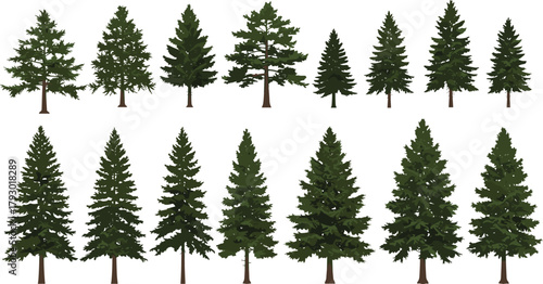 Coniferous trees collection, evergreen forest elements, pine tree silhouettes, botanical illustration, nature design, landscape assets, forestry reference, isolated foliage