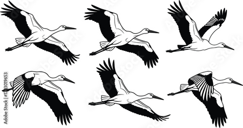 Flying stork silhouettes, bird flight positions, black and white vector, avian motion study, dynamic wing movement, wildlife illustration, educational design