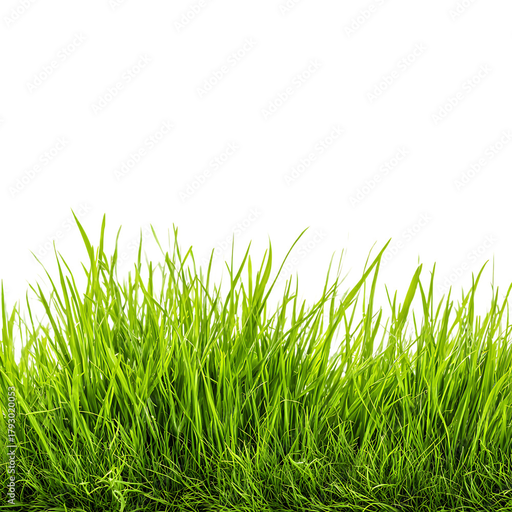 Fototapeta premium Green grass isolated fresh natural background