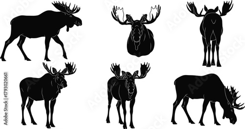 Moose silhouettes, various poses and antler views, black vector animals, wildlife illustration, nature concept, minimal design, forest anatomy study, rural art