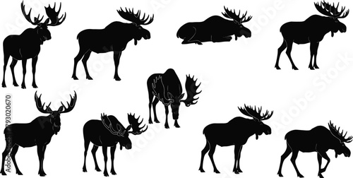 Moose silhouettes, various poses and antler styles, black vector animals, forest wildlife illustration, minimal design, nature concept, educational rural art