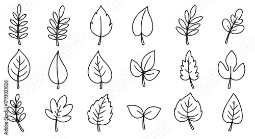 Collection of diverse hand-drawn outline leaves representing various plant foliage styles and organic design elements