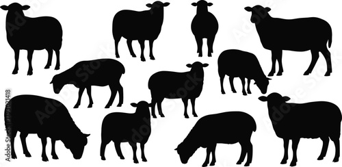 Sheep silhouettes, various poses and grazing positions, black vector animals, farm livestock illustration, minimal design, nature concept, educational rural art