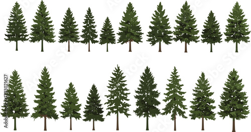 Coniferous trees, evergreen forest, pine silhouettes, nature illustration, tree variety, botanical shapes, green foliage, landscape design, ecology, forest elements