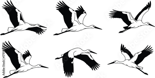 Stork flight motion, black and white vector, wing movement sequence, avian anatomy illustration, dynamic bird silhouettes, minimal design, educational wildlife art