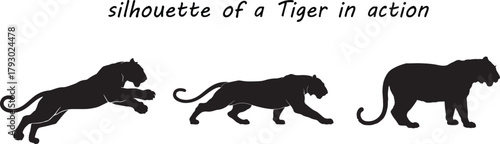 Black tiger silhouettes in leaping walking and standing poses animal wild