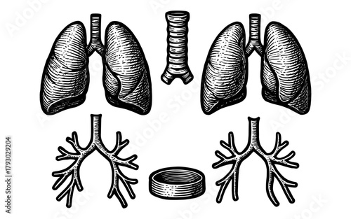 Hand drawn vintage anatomy of lungs and trachea