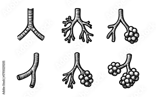 Hand drawn bronchi and alveoli anatomy set - vintage medical illustration