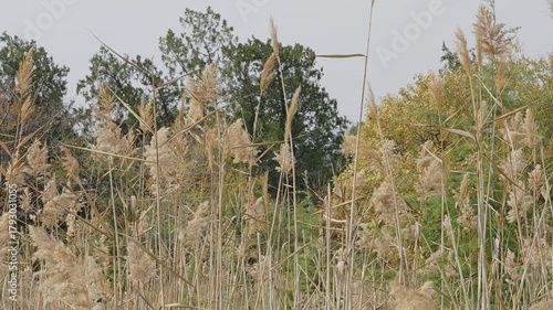 Golden reeds sway in the gentle autumn breeze